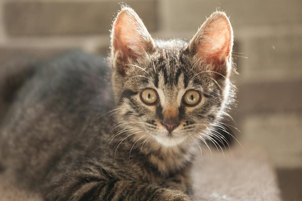 Welke voeding is het beste voor de gezondheid van je hond?